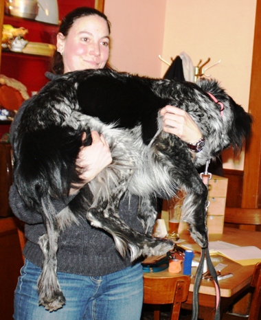 Hund hochheben