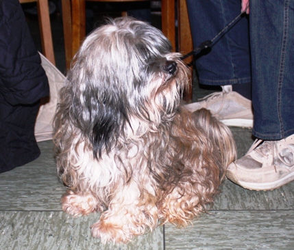 Hunde