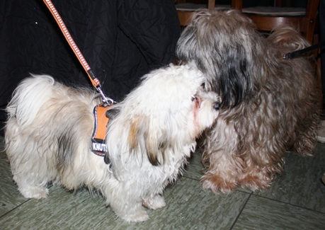 Hunde