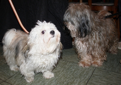 Hunde