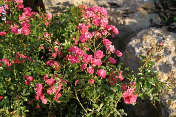 http://www.hundelobby-mg.de/pixlie/cache/vs_Natur_Pixlie_004.JPG