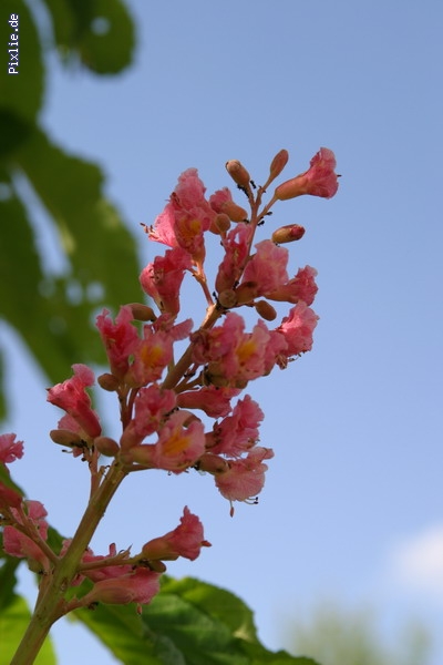 http://www.hundelobby-mg.de/pixlie/cache/vs_Natur_Pixlie_005.JPG