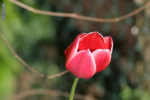 http://www.hundelobby-mg.de/pixlie/cache/vs_Natur_Pixlie_006.JPG