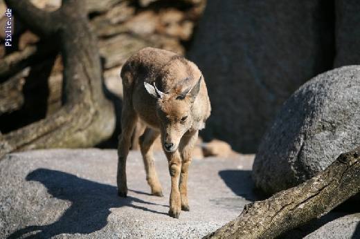 http://www.hundelobby-mg.de/pixlie/cache/vs_Tiere_Pixlie_002.JPG