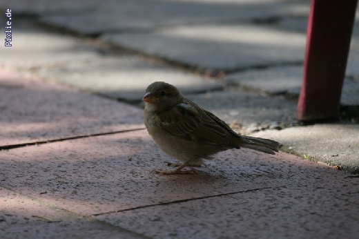 http://www.hundelobby-mg.de/pixlie/cache/vs_Tiere_Pixlie_007.JPG